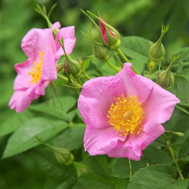 センセーショナル・ファンタジー - HIKARI FLOWER *organic rose nursery*