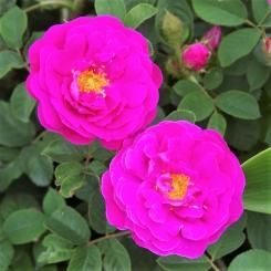 つるバラ - HIKARI FLOWER *organic rose nursery*