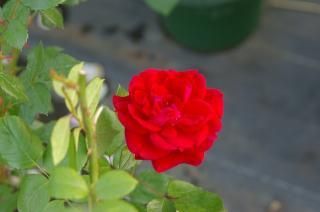 Hikari Flower Organic Rose Nursery Hikari Flower Organic Rose Nursery