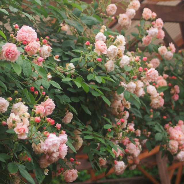 コーネリア Hikari Flower Organic Rose Nursery