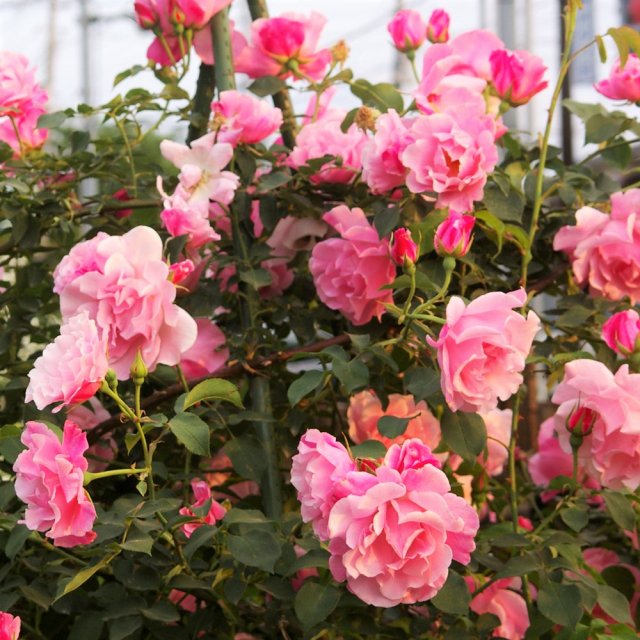 スパニッシュ・ビューティー - HIKARI FLOWER *organic rose nursery*