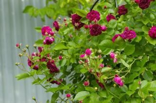 ブルー マゼンタ Hikari Flower Organic Rose Nursery ブルー マゼンタ Hikari Flower Organic Rose Nursery