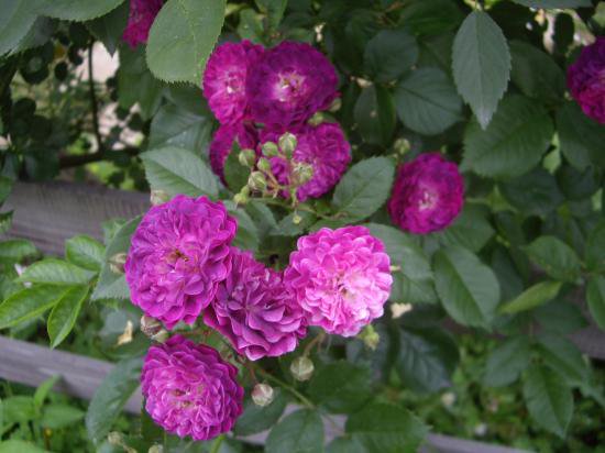 ブルー・マゼンタ - HIKARI FLOWER *organic rose nursery*