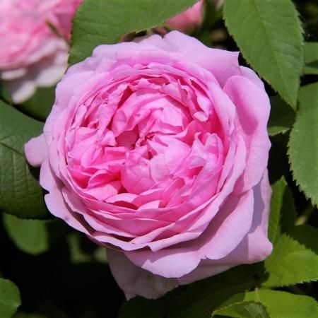 コンテ ドゥ シャンボール Hikari Flower Organic Rose Nursery コンテ ドゥ シャンボール Hikari Flower Organic Rose Nursery