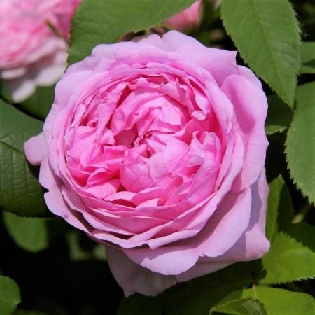 コンテ ドゥ シャンボール Hikari Flower Organic Rose Nursery