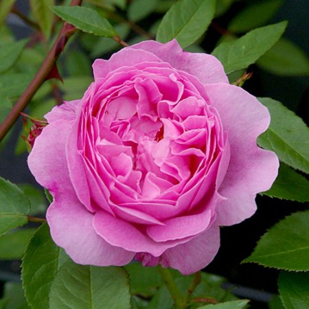 メアリー・ローズ - HIKARI FLOWER *organic rose nursery*