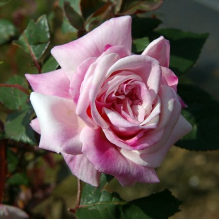 マダム アントワーヌ マリー Hikari Flower Organic Rose Nursery