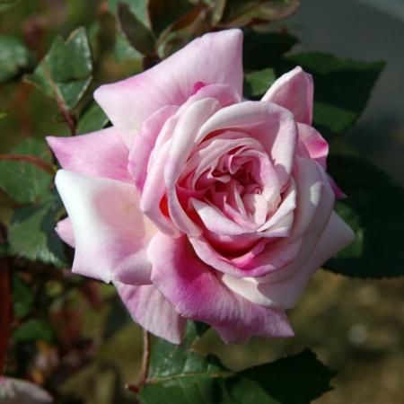 マダム アントワーヌ マリー Hikari Flower Organic Rose Nursery マダム アントワーヌ マリー Hikari Flower Organic Rose Nursery