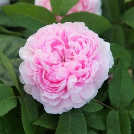 ジャック カルティエ Hikari Flower Organic Rose Nursery ジャック カルティエ Hikari Flower Organic Rose Nursery