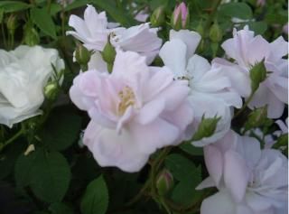 ガーデン 鉢向きのバラ Hikari Flower Organic Rose Nursery ガーデン 鉢向きのバラ Hikari Flower Organic Rose Nursery