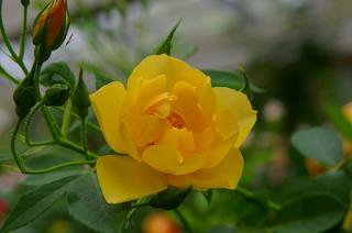 バター カップ Hikari Flower Organic Rose Nursery