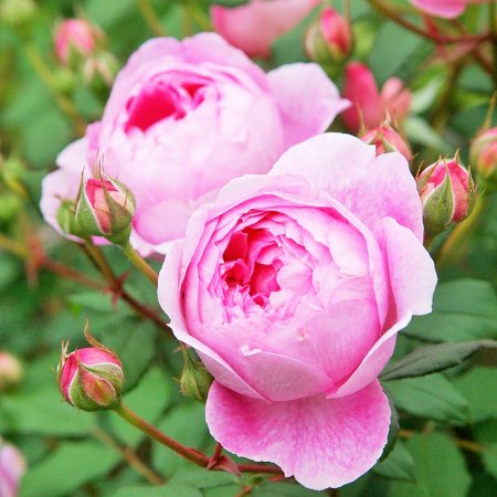 アラン・ティッチマーシュ - HIKARI FLOWER *organic rose nursery*