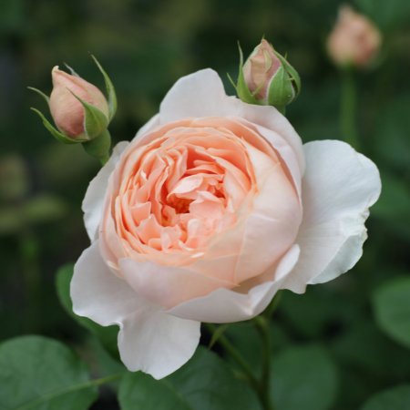 アンブリッジ・ローズ - HIKARI FLOWER *organic rose nursery*