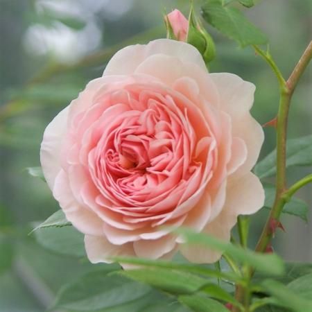 ウィリアム モーリス Hikari Flower Organic Rose Nursery