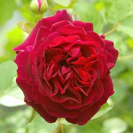 LDブレスウェイト - HIKARI FLOWER *organic rose nursery*
