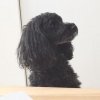【出張トリミング講習】トイプードル飼い主さま体験ブログ