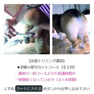 自分でできる犬のトリミングのやり方 方法 動画で解説 出張トリマーmiyu