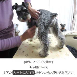 出張トリマーmiyuがお教える 犬のトリミングスクール 教室 初級コース1回30 000円 税抜き