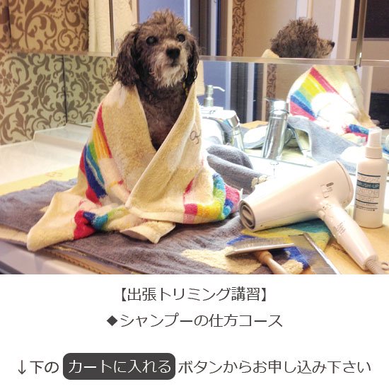 出張トリマーMIYUがお教える【犬のトリミングスクール・教室】シャンプーの仕方・方法コース1回30,000円（税抜き）