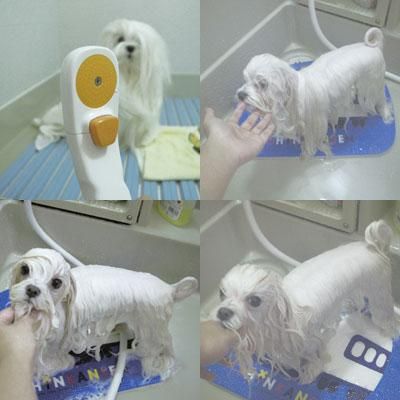 出張トリマーmiyuがお教える 犬のトリミングスクール 教室 シャンプーの仕方 方法コース1回30 000円 税抜き 出張トリマーmiyuがお教える 犬のトリミングスクール 教室 シャンプーの仕方 方法コース1回30 000円 税抜き