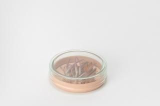 Hender Scheme��petri dish