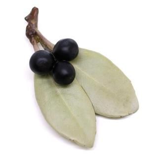 ������Х� �֥�����