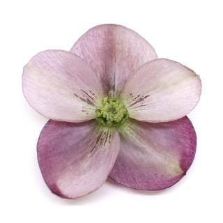 ���ꥹ�ޥ������� �֥������ʤ������