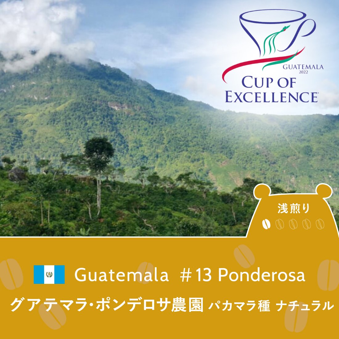 Guatemala Cup of Excellence 2022<br>グアテマラ ・ポンテロサ農園　パカマラ種ナチュラル<br>（浅煎り）