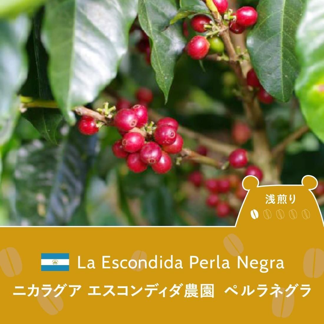Ź޼ѡۥ˥饰ǥࡦڥͥ顦åɥȥ<br>