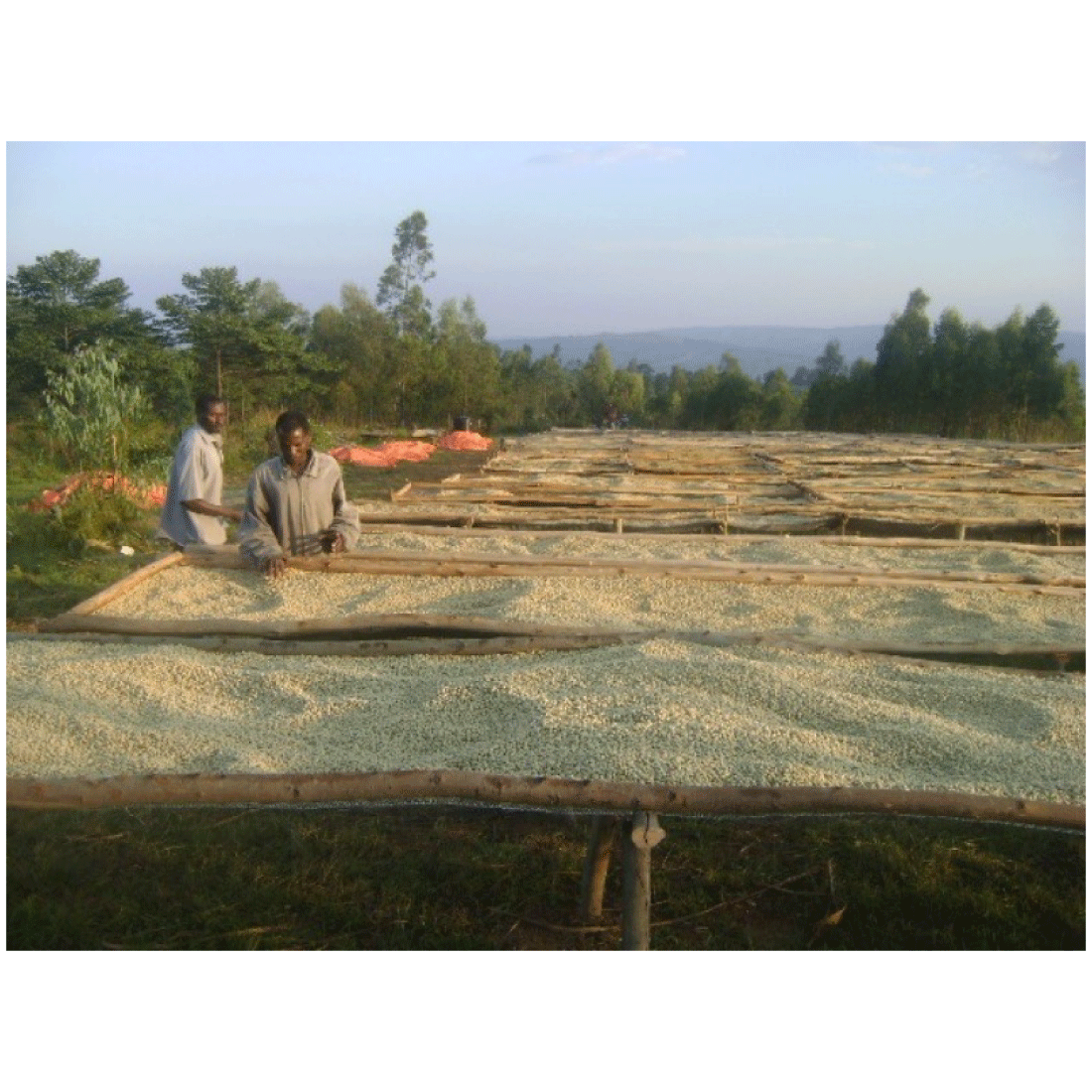 ��Ź�޼���������ѡۥ��󥶥˥� ������ �������ȹ� �����å���<br>(������)