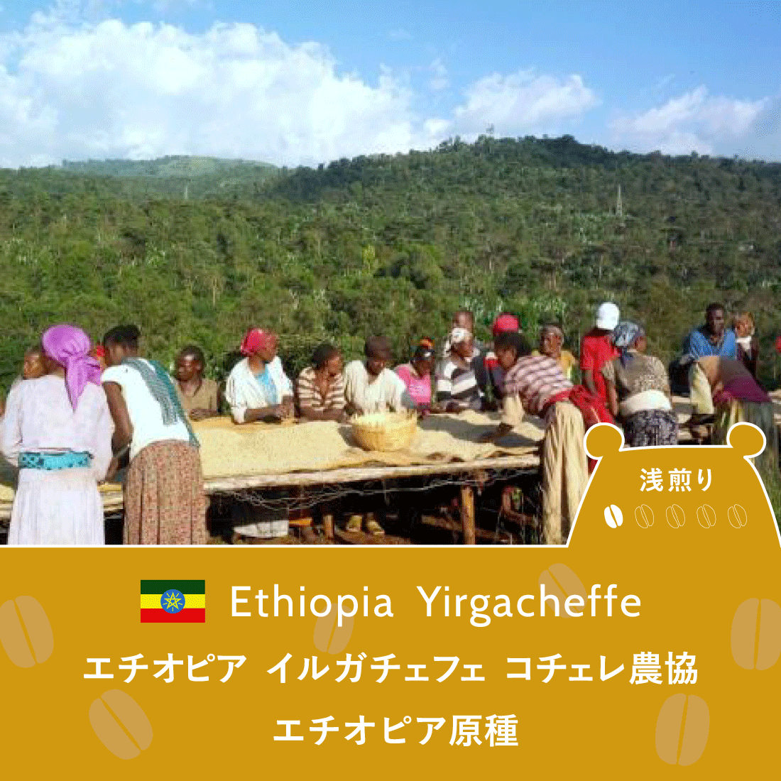 ��Ź�޼���������ѡۥ������ԥ� ���륬�����ե� ������������ �������ԥ�����<br>(������)