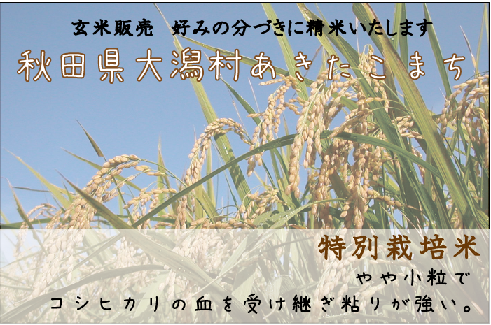 秋田大潟村あきたこまち 減農薬 やや小粒でコシヒカリの血を受け継ぎ、粘りが強い