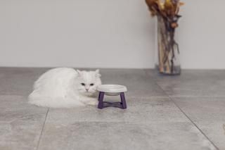 <img class='new_mark_img1' src='https://img.shop-pro.jp/img/new/icons1.gif' style='border:none;display:inline;margin:0px;padding:0px;width:auto;' />Food Stand S