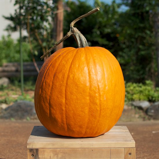 ハロウィンかぼちゃ通販ショップ – 2022年産ハロウィン用かぼちゃの 