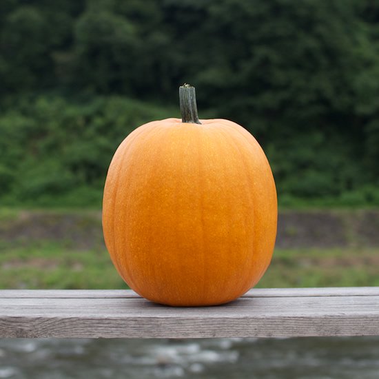 ハロウィンかぼちゃ通販ショップ 年産ハロウィン用かぼちゃの販売