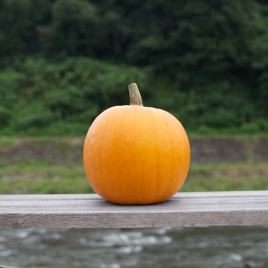 ハロウィンかぼちゃ通販ショップ – 2022年産ハロウィン用かぼちゃの販売