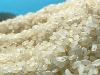 結姫（ゆいひめ）精白米２ｋｇ　令和４年産 農薬不使用・化学肥料不使用