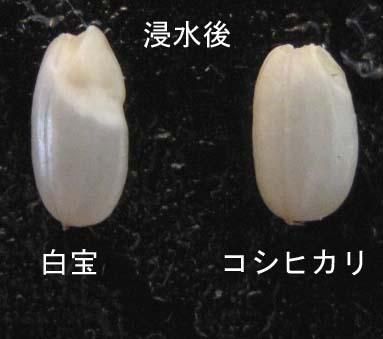 完売】巨大胚芽米 白宝 玄米 2kg（令和6年産）農薬不使用