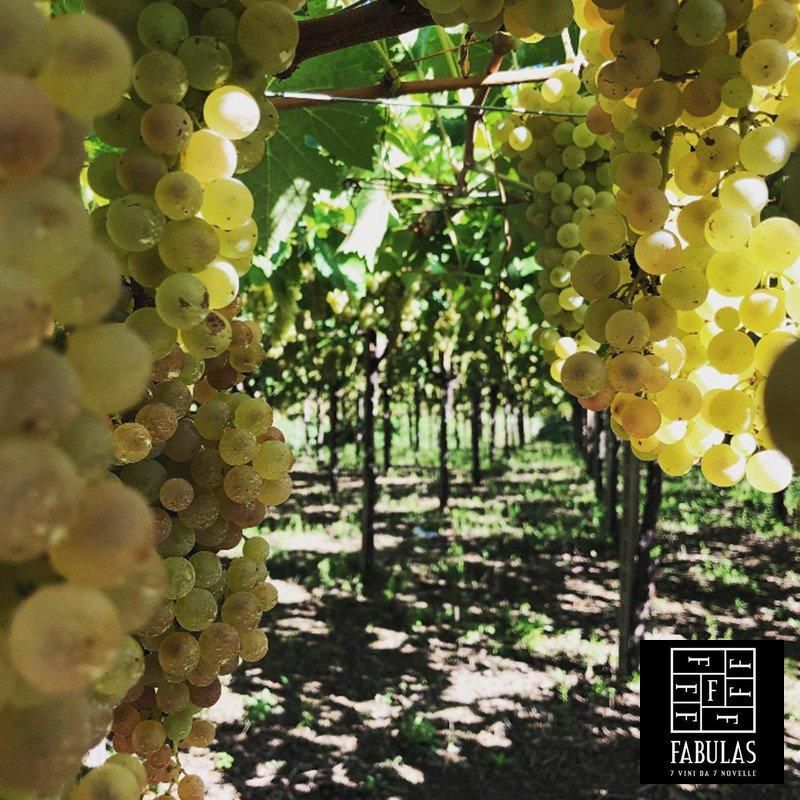 ファビュラス/ フォエミネ ピノグリージョ 2024 【オレンジワイン