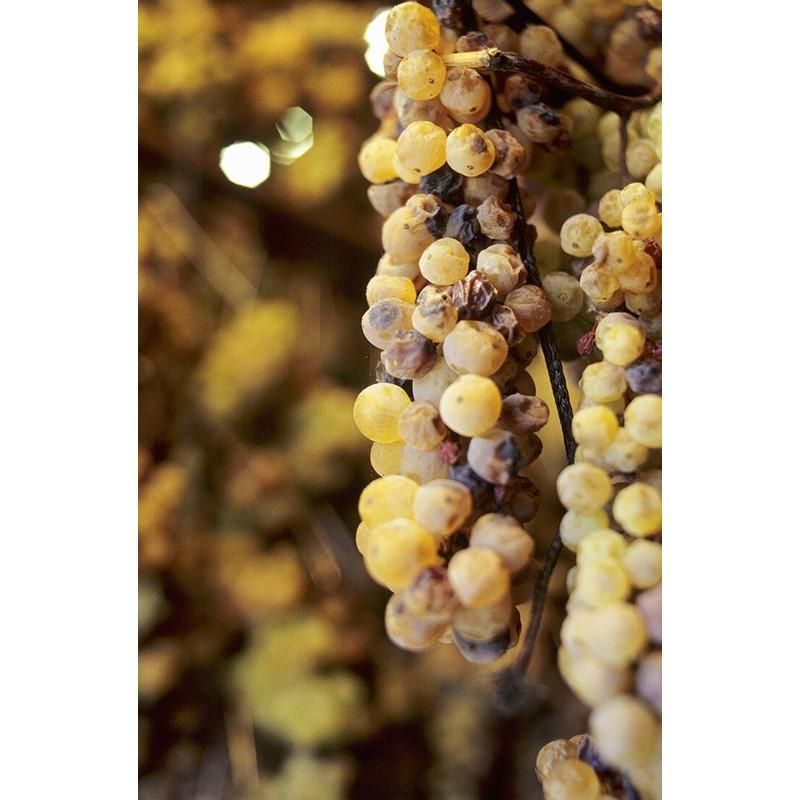 コルパッソ／グリッロ シチリア バレル・セレクション アパッシメント