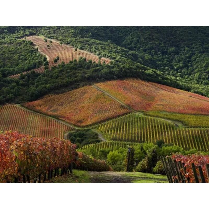 ラポストール / キュヴェ・アレクサンドル カベルネ・ソーヴィニヨン