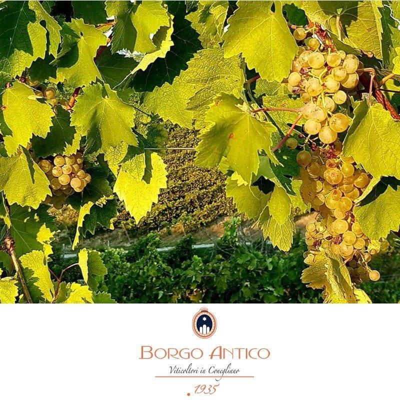 葡萄の壺 刃物、道具,ぶどう専用道具 | 葡萄栽培用果樹袋の販売や農業資材の通販