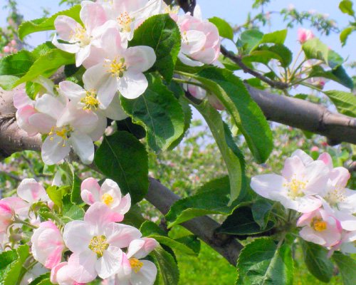 農園の1年　リンゴの花