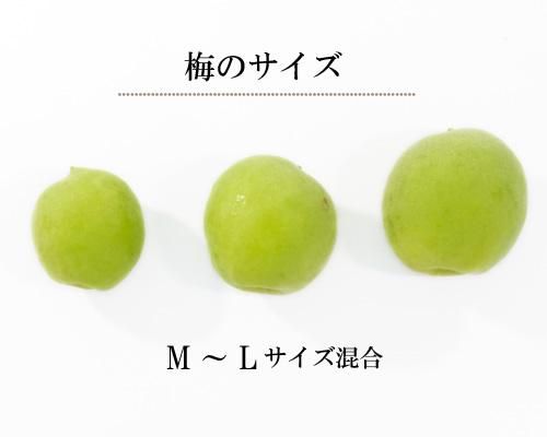 ONIY WAN　青森県産　青梅　7キロ 2022umel5.jpg