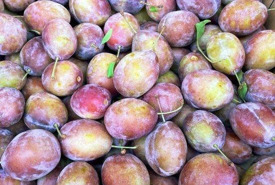 生プルーン果実（青森県産プルーン）品種ベイラー