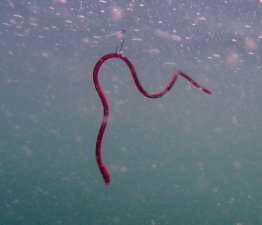 Υ饹ȥޡǺࡪۥˡ륯顼12/Skinny eel Crawler 12inchޥ/IMAKATSU