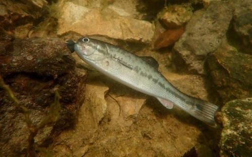 イマカツ バスワーム145 3DRラージ 寒鮒銀 IMAKATSU イマカツ