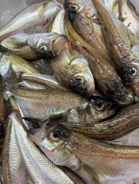 <img class='new_mark_img1' src='https://img.shop-pro.jp/img/new/icons1.gif' style='border:none;display:inline;margin:0px;padding:0px;width:auto;' />À¸òà¡Ê¥Ï¥¿¥Ï¥¿¡Ë¡¡¥á¥¹¥ª¥¹¤Þ¤¶¤ê¡¡1Ô - ½©Åĸ©»º