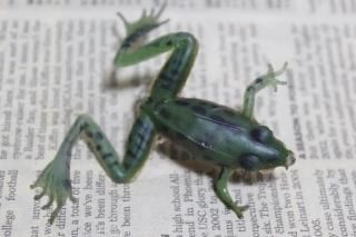 BURKE FROG