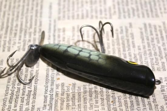 イトウ剥製 イトウ剥製 魚剥製